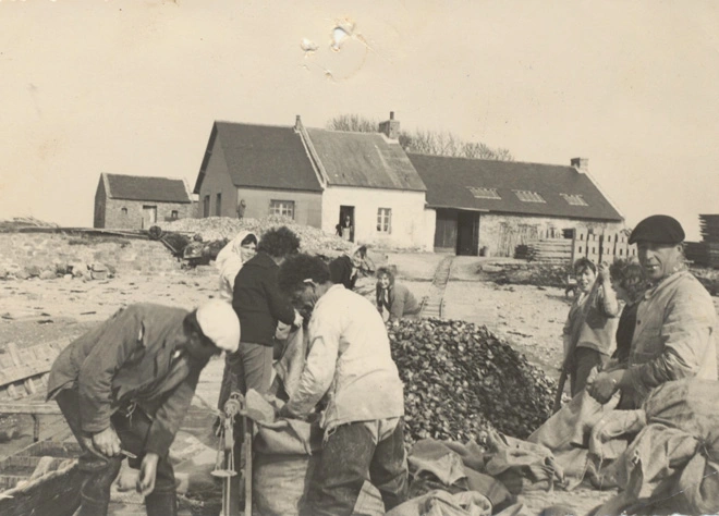 Mise en sacs des huîtres plates chantier du Erno