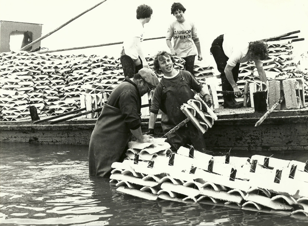 Une équipe d'ostréiculteurs pose des collecteurs à huître au Pô en 1970