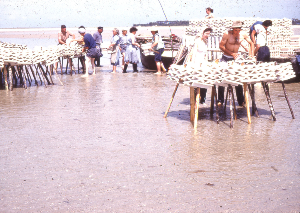 Pose des tuiles dans la baie du Pô en juin 1959 - Crédit : JP Cabelguen