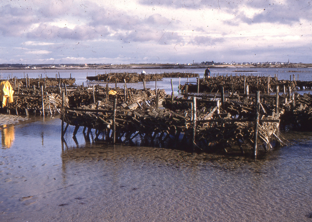 Relevage des tuiles dans la baie du Pô en décembre 1959 - Crédit : JP Cabelguen