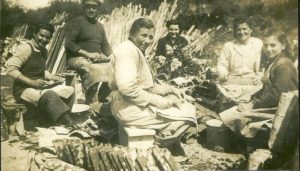 Décollage du naissain au Baël chez Rose et Job Le Clanche en 1950