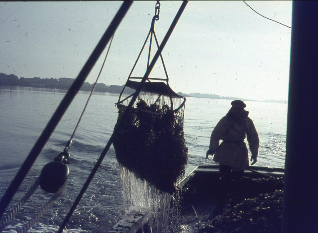 Dragage des huîtres à Locmariaquer en mai 1967 JP Cabelguen