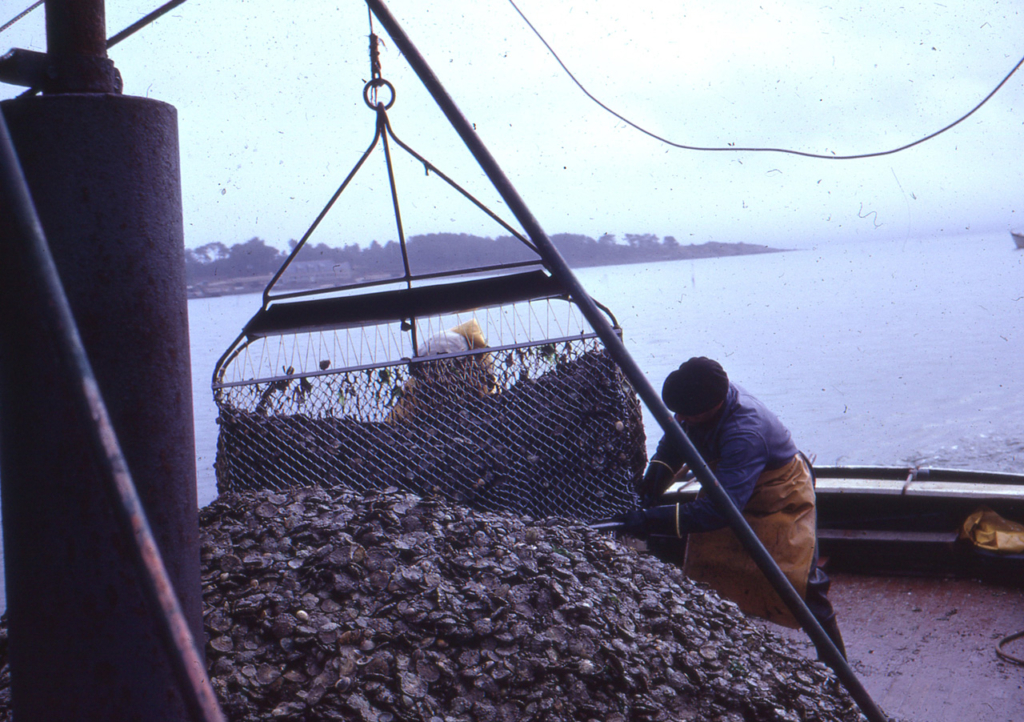 Dragage des huîtres à Locmariaquer en mai 1967 - JP Cabelguen