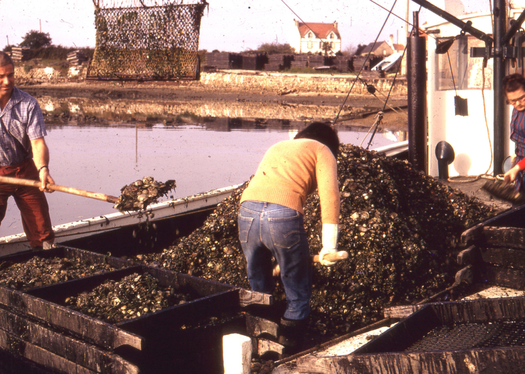 Dragage du parc à huîtres à Locmariaquer - Novembre 1970