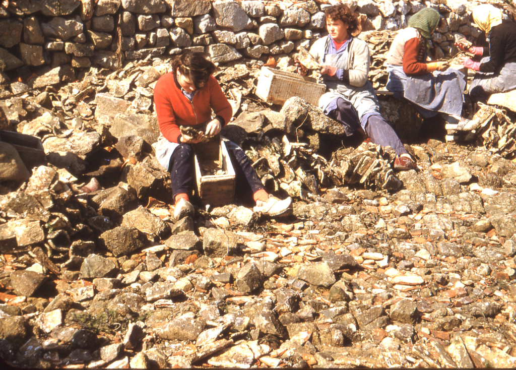 Décollage du naissain à Locmariaquer en mai 1956 - JP Cabelguen