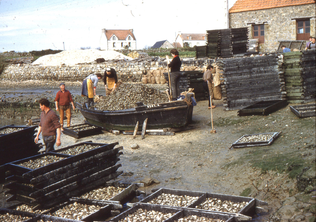 Livraison des huîtres à Locmariaquer - mars 1960 - JP Cabelguen