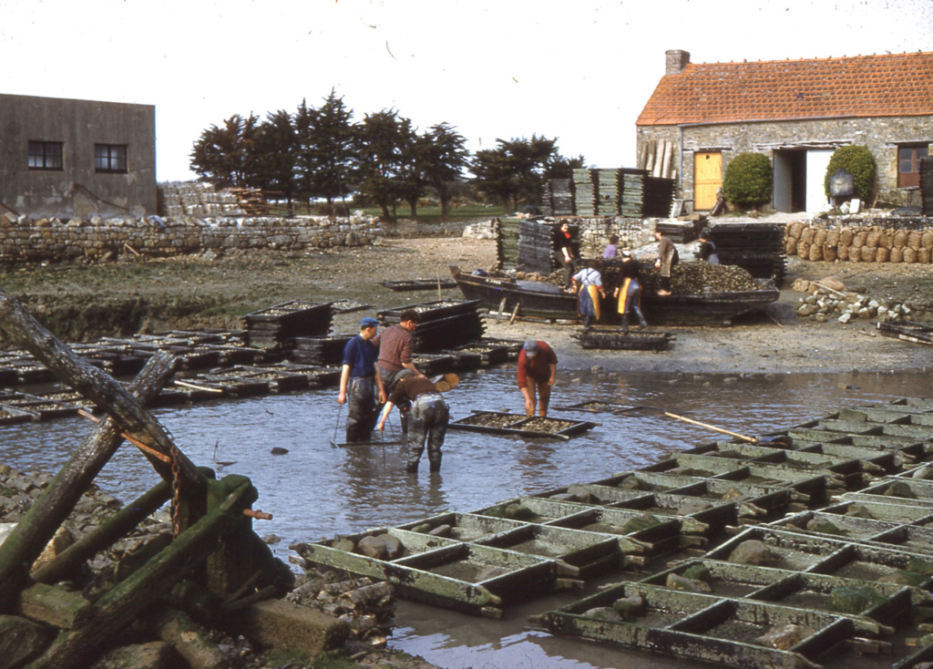 Livraison des huîtres à Locmariaquer - mars 1960 - JP Cabelguen