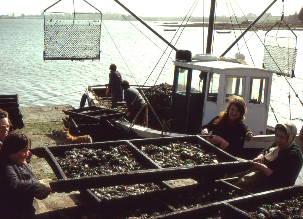 Mise en civière des huîtres après dragage - Locmariaquer - juin 1971 - JP Cabelguen