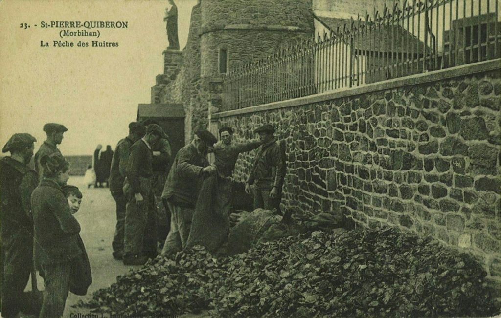 Carte postale de la pêche des huîtres à Saint-Pierre-Quiberon