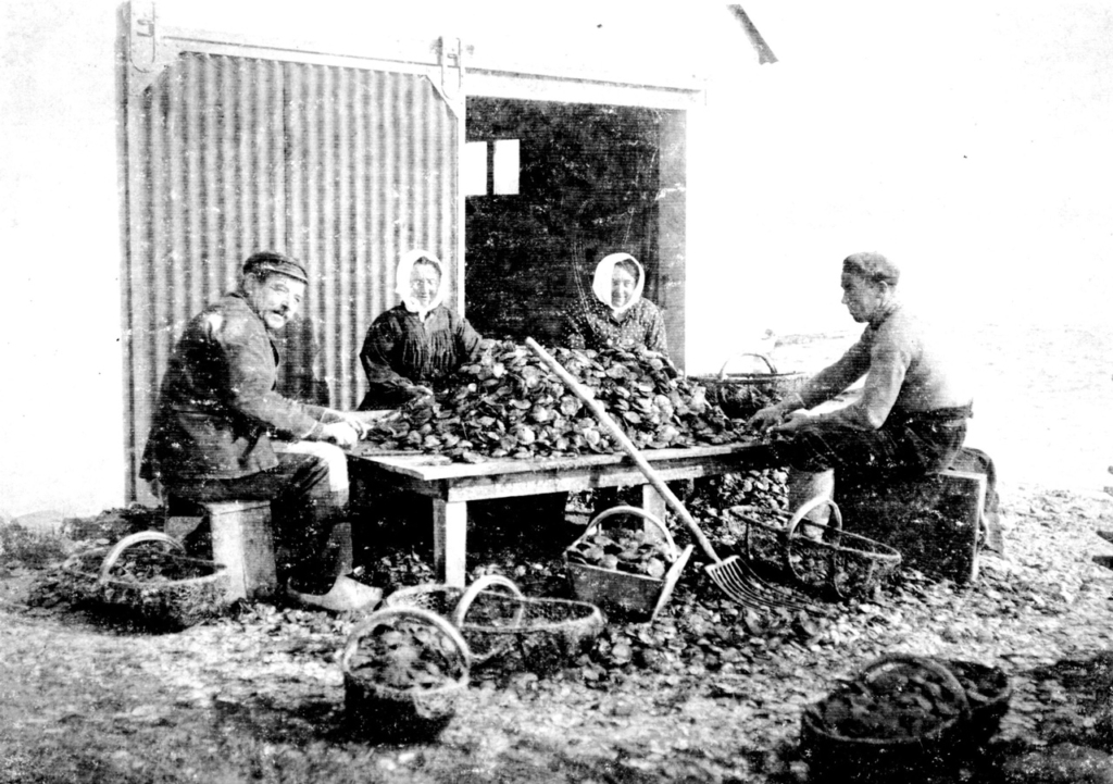 Table de tri des huitres plates dans la Ria d'Etel