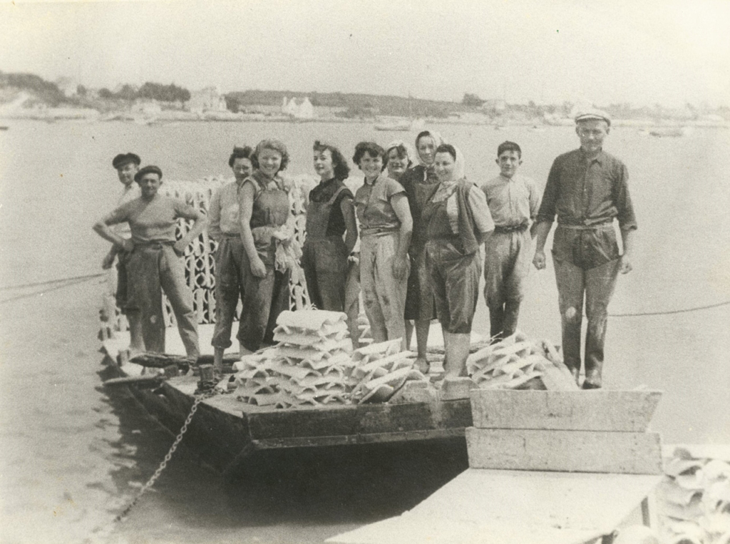 Pose des tuiles d'huîtres plates au Luffang Chantier Le Port dans la rivière de Crac'h
