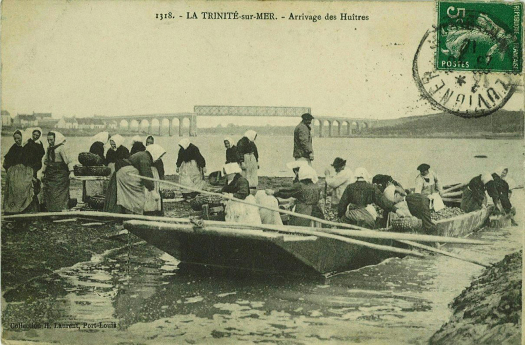 Arrivage des huîtres plates à La Trinité-sur-Mer