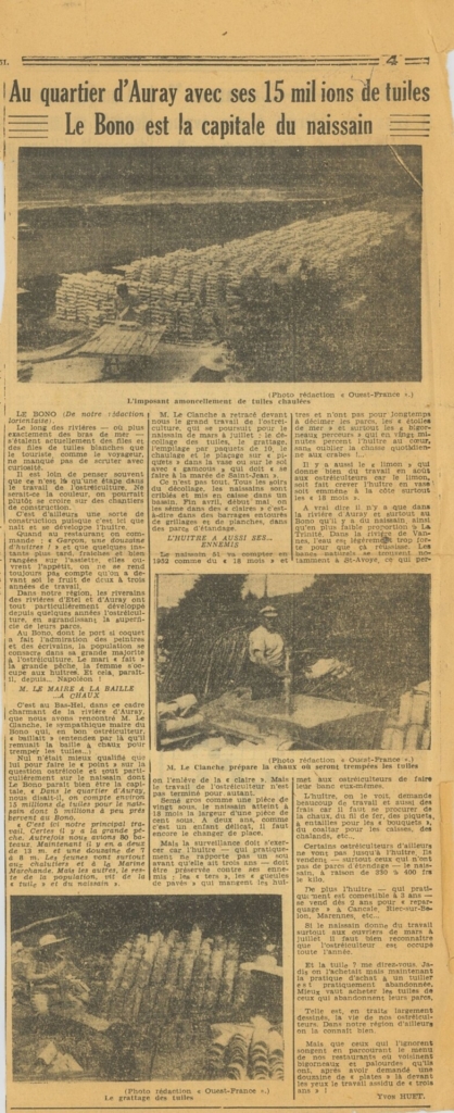 Le Bono, capitale du naissain. Article Ouest France - 1951.