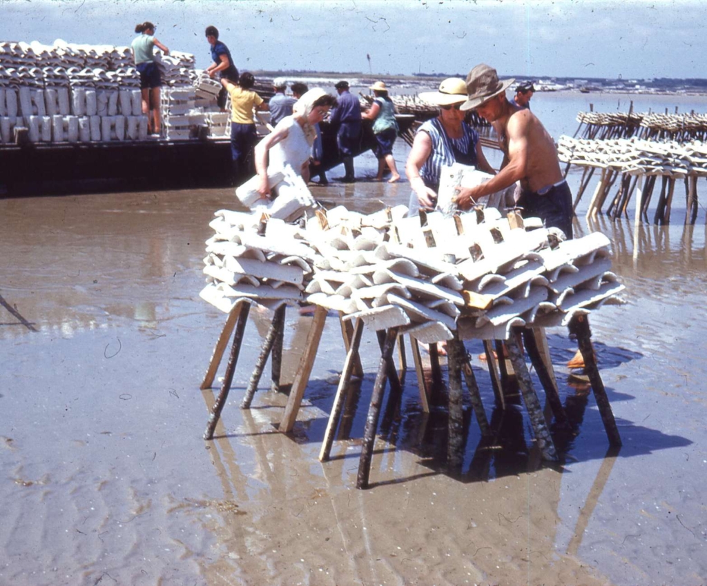 Pose des tuiles chaulées en baie du Pô - juin 1959. (Crédit JP Cabelguen)