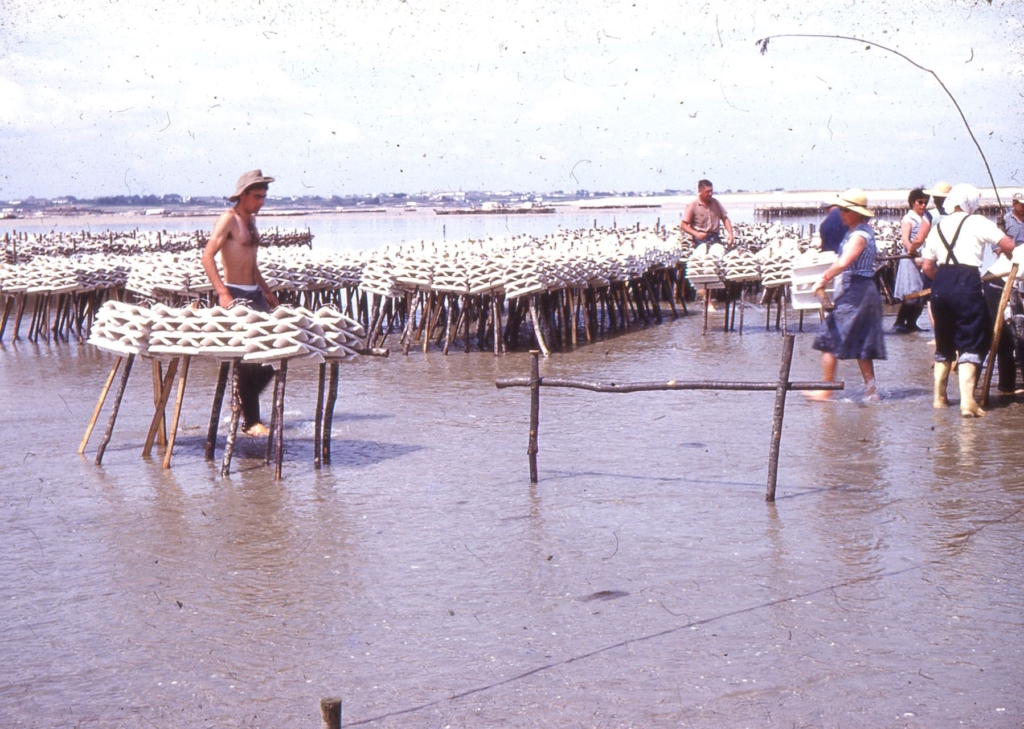 Pose des tuiles chaulées en baie du Pô - juin 1959. (Crédit : JP Cabelguen)