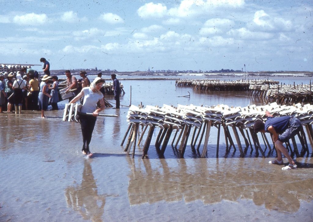Pose des tuiles chaulées en du Pô - juin 1959. (Crédit : JP Cabelguen)