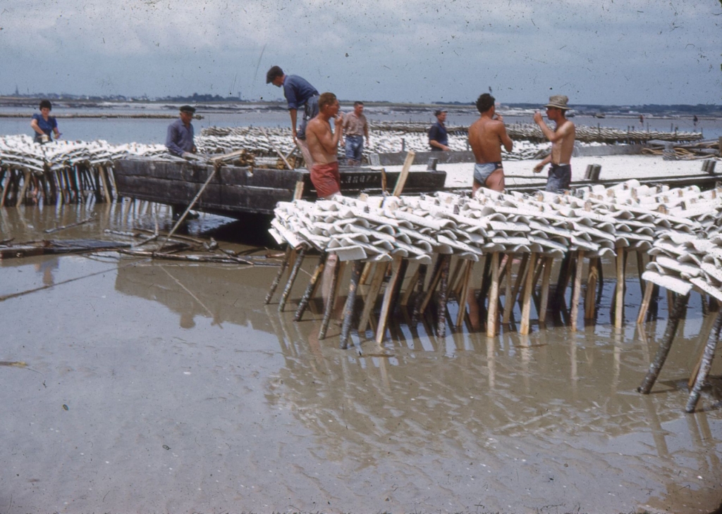 Pose des tuiles chaulées en baie du Pô - juin 1959. (Crédit : JP Cabelguen)