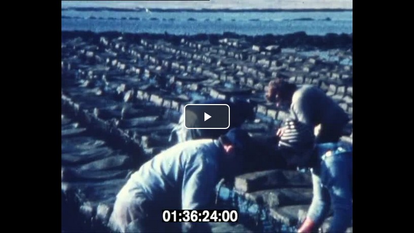 "L’ostréiculture au Pô par Paul Thieblemont" archive vidéo de la Cinémathèque de Bretagne