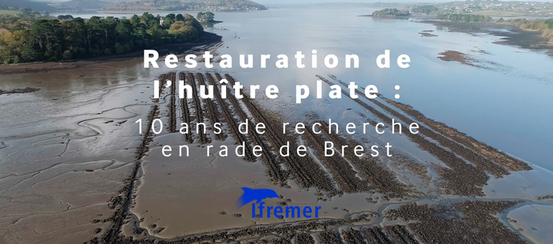 Restauration de l'huître plate en rade de Brest
